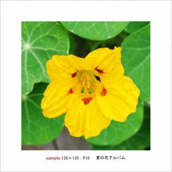 テンプレートイメージ